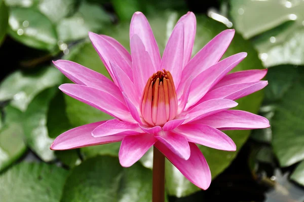 La flor de loto en el estanque —  Fotos de Stock