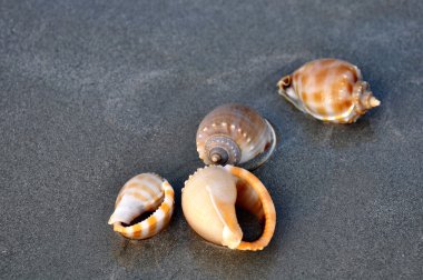 Kumsalda deniz kabukları