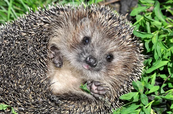 Ein junger Igel — Stockfoto