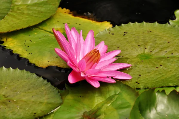 Розовый цветок лотоса в пруду — стоковое фото