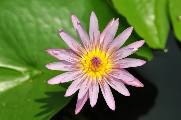 Bella tropicale Lotus Asia — Foto Stock