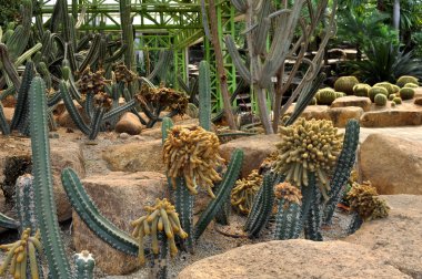 Kaktüsler egzotik türlerin