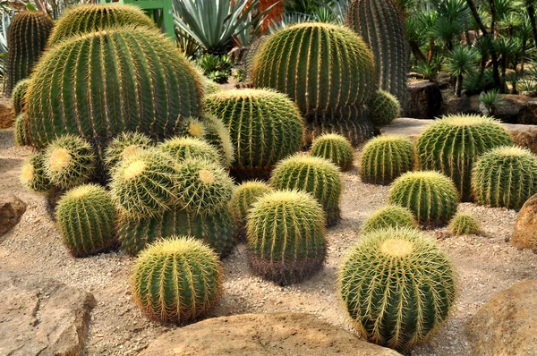 Exotische soorten cactussen — Stockfoto