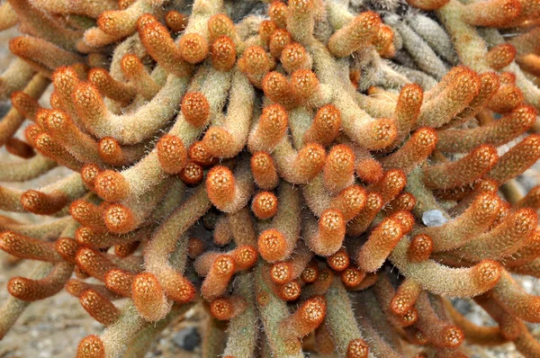 Exotische soorten cactussen — Stockfoto