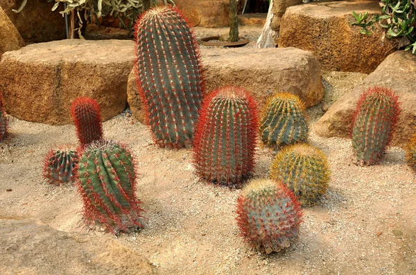 Exotische soorten cactussen — Stockfoto