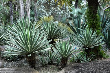 Kaktüsler egzotik türlerin 