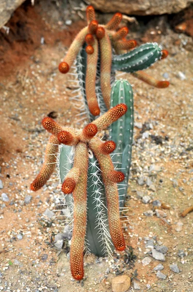 Espèces exotiques de cactus — Photo