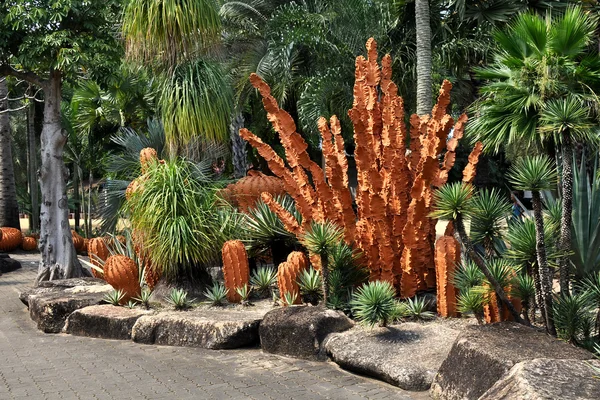 Espécies exóticas de cactos — Fotografia de Stock