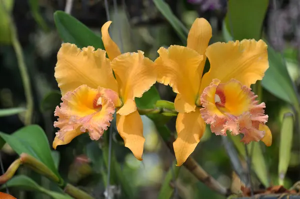 Tropisk orkidé blommor — Stockfoto