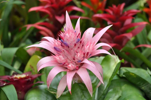 Tropical plant close up — Stock Photo, Image