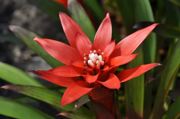 Tropical plant close up