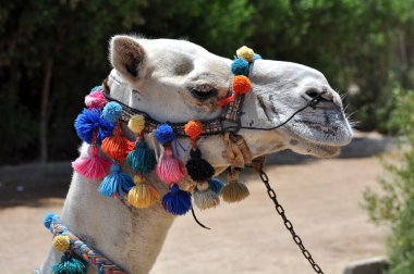 Afrika deve dekore edilmiş 