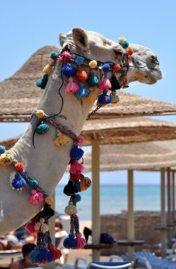 Afrika deve dekore edilmiş 