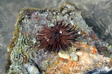 Deniz kestanesi Red Sea'deki/daki