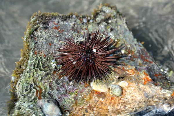 Mořský ježek v Rudém moři — Stock fotografie