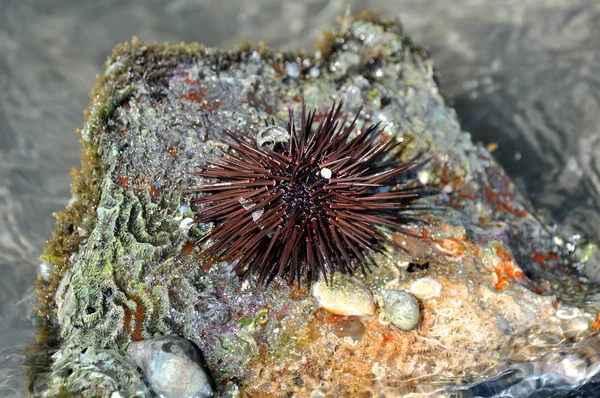 Zee-egels in de rode zee — Stockfoto