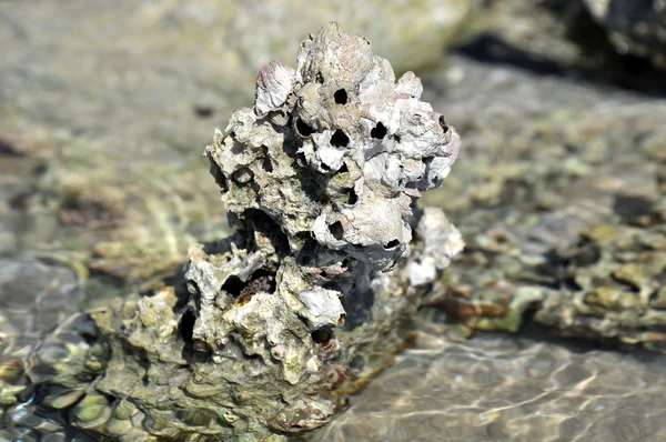 海底生物的红海 — 图库照片