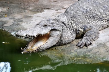 Adult crocodiles in their natural habitat