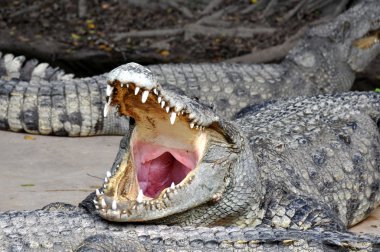 Adult crocodiles in their natural habitat