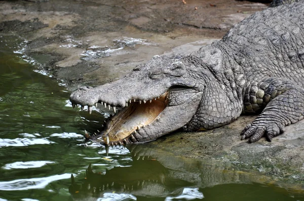 Взрослые крокодилы в естественной среде обитания — стоковое фото