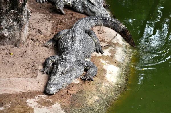 Adult crocodiles in their natural habitat — Zdjęcie stockowe