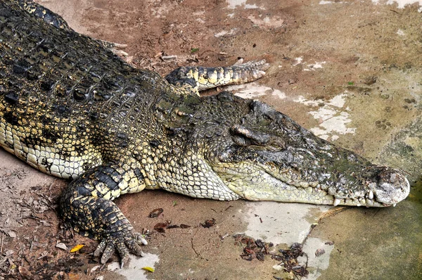 Adult crocodiles in their natural habitat — 图库照片