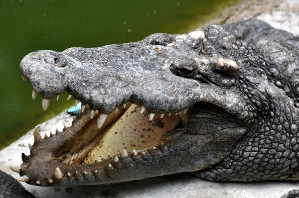 Adult crocodiles in their natural habitat — Zdjęcie stockowe