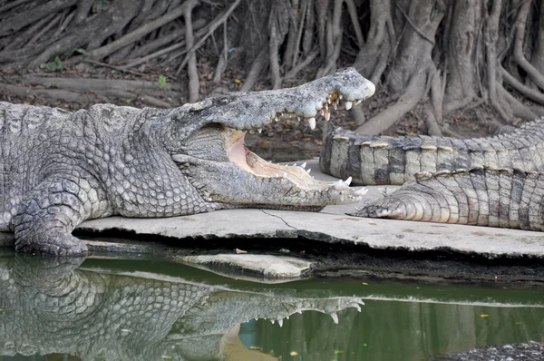 Adult crocodiles in their natural habitat — Zdjęcie stockowe