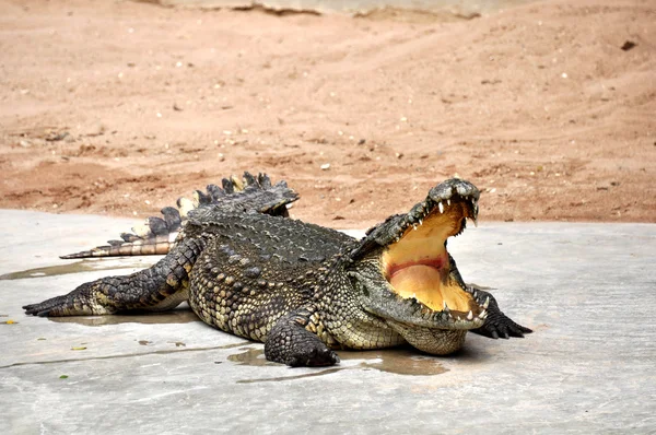 Erwachsene Krokodile in ihrem natürlichen Lebensraum — Stockfoto