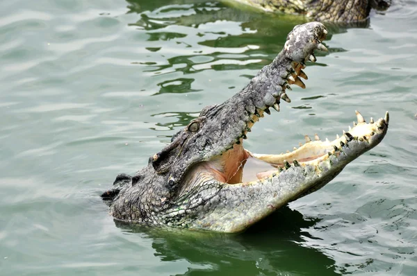 Adult crocodiles in their natural habitat — 图库照片