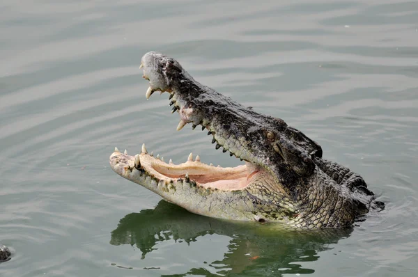 Adult crocodiles in their natural habitat — Zdjęcie stockowe