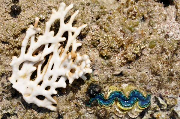 Corail de mer avec grand coquillage vert vivant — Photo