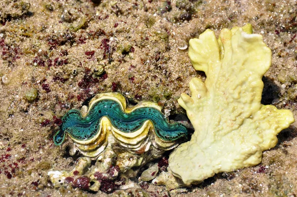 Meereskoralle mit großer lebender grüner Muschel — Stockfoto
