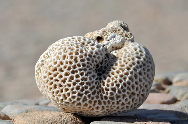 Dry large coral closeup