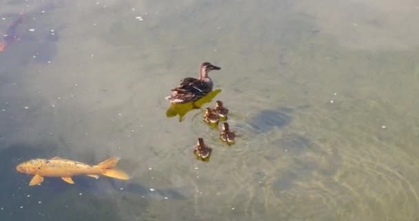 Mamma mamma femmina germano reale anatra con anatroccoli piccolo gruppo carino bambino giovane adorabile bello nuoto anatroccoli anatra . — Video Stock