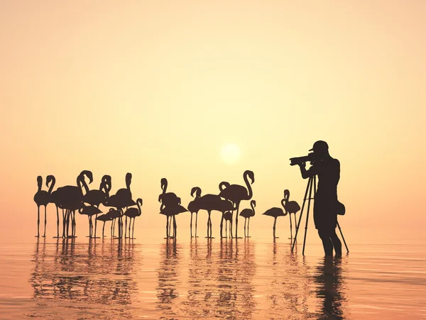Flamingo.. renderização 3d — Fotografia de Stock
