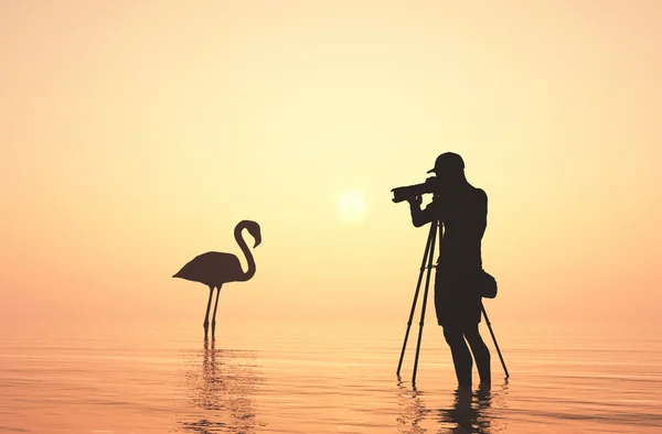 Flamingo. 3D vykreslování — Stock fotografie