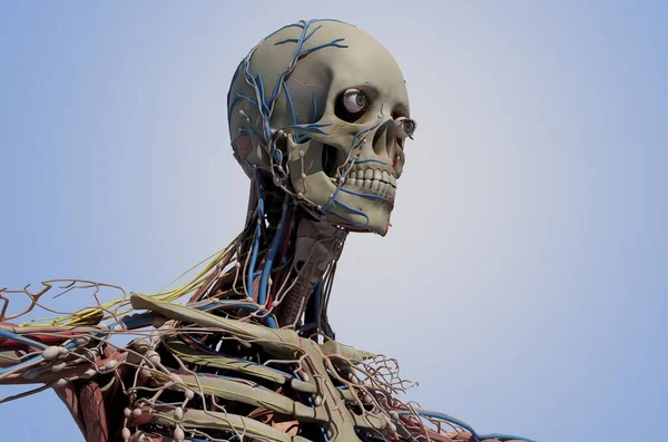 Representación Gráfica Del Esqueleto Humano Render — Foto de Stock