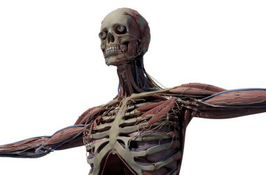 İnsan iskeletinin grafiksel temsili, 3D görüntüleme