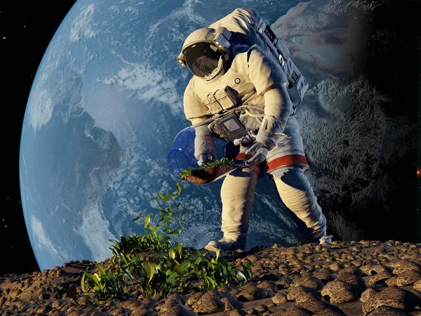 Astronaut gräsväxter. — Stockfoto