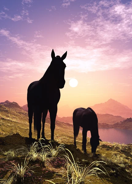 Hästar vid solnedgången. — Stockfoto