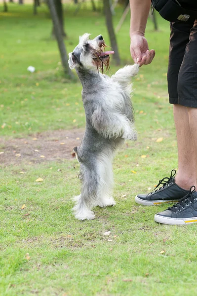 Estrechando la mano — Foto de Stock