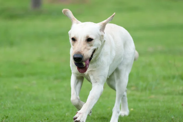 Labrador köpek koşma — Stok fotoğraf