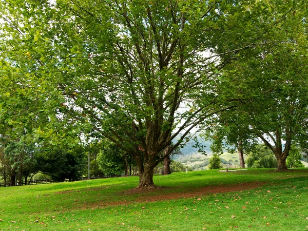 Green garden landscape — Stock Photo, Image