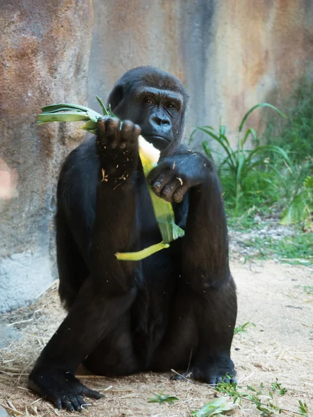 Chimpancé sentado en el suelo Imagen De Stock