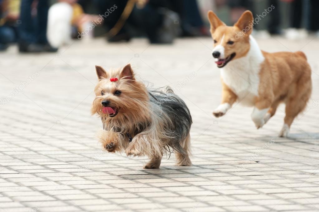 Two dogs running