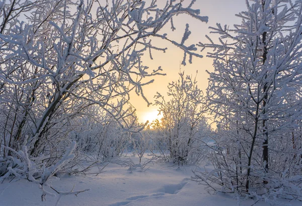 Winterlandschaft Wald weit im Norden — Stockfoto