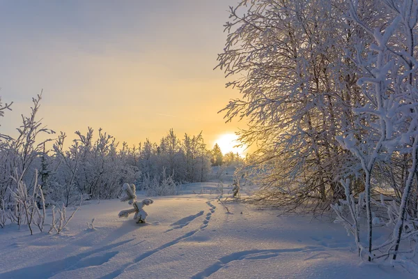 Paysage hivernal forêt du Grand Nord Photo De Stock