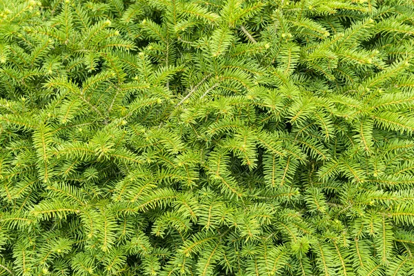 Background Fir Branches Bright Green Decoration New Year — Stock Photo, Image