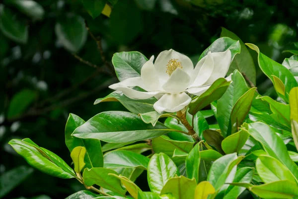 Große Weiße Magnolienblüte Aus Nächster Nähe — Stockfoto